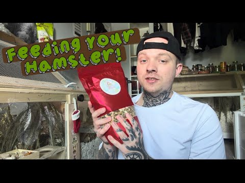 Everything About Feeding Your Hamster!
