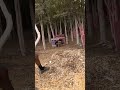 PvP Paintball Woodsball Shorts