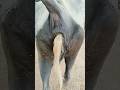 भैंस का पेट हुआ खराब Indigestion In Buffalo Cow Buffalo Pooping Buff