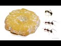 Ants Vs Cookie Timelapse