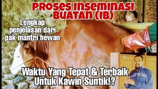 Download lagu Artificial Insemination (AI) of Simmental Cattle || The Right Time for AI mp3 Download lagu Artificial Insemination (AI) of Simmental Cattle || The Right Time for AI mp3