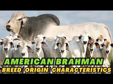 Discovering American Brahman Cattle - Beauty, Strength, and Heritage!