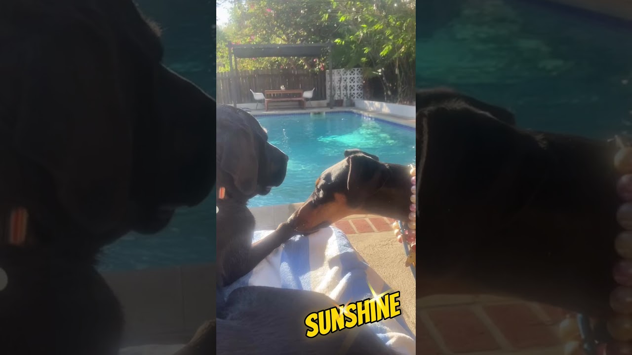 Enlarge Sunshine LOVES dogs , an adopted Doberman Pinscher in Los Angeles, CA video 5/6