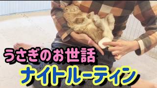人懐っこいうさぎとのナイトルーティン【Night routine with a rabbit】