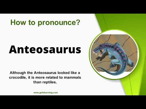 How to pronounce Anteosaurus Correctly in English