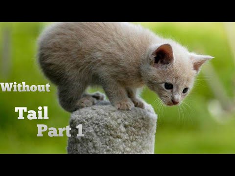 Baby cat without tail part 1||🐈|| life story of of a kitten without tail 🐱