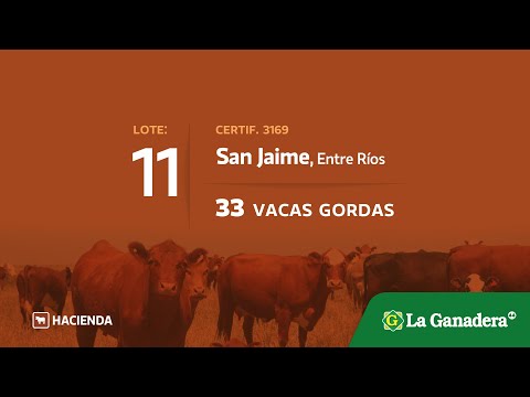 Lote Vacas con cria en San Jaime