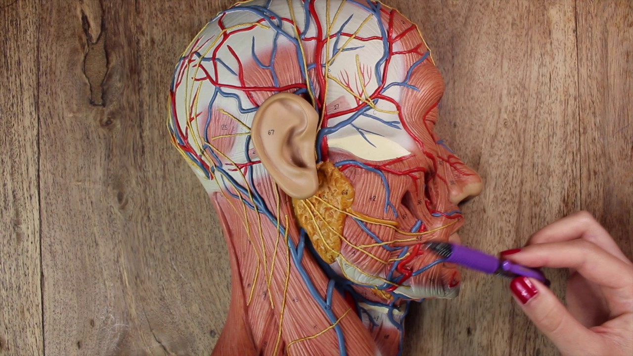 RAMAS CAROTIDA EXTERNA