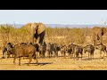 The Elephant Who Believes She S A Buffalo A Unique Wildlife Tale