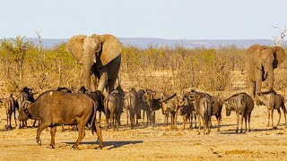 The Elephant That Thinks She's a Buffalo | Wild Things