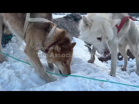 Canine caper: AP journalist recounts how Greenland sled dog stole camera - YouTube