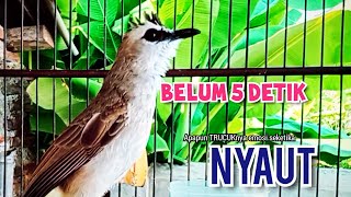 Download lagu TRUCUK BETINA memanggil lawan, pancingan trucuk agar BUNYI GACOR  mp3