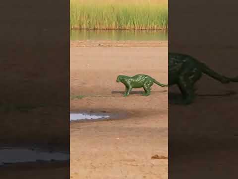 Leopard Bites Hippo Tail - Spots GONE + Swamp Breakdown! 😱 #viral #karma #shorts