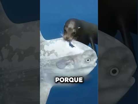 Por Qué El Animal Más Tonto Aún No Se Ha Extinguido 🤯#shorts