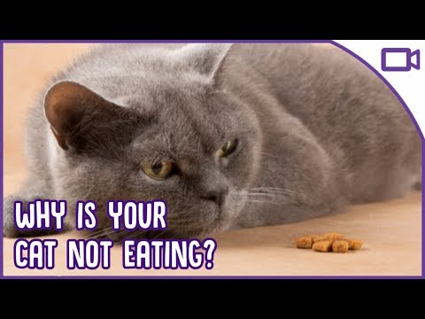 Why Won't My Cat Eat? Reasons Your Cat Is Avoiding Food