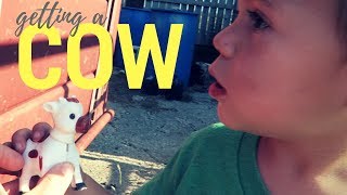 We're Getting A Cow (sort of)