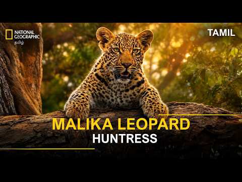Malika Leopard Huntress