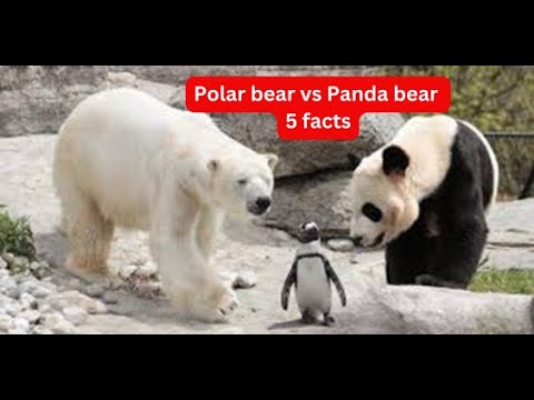 PANDA vs POLAR bear 5 amazing facts (panda bear facts -polar bear facts)