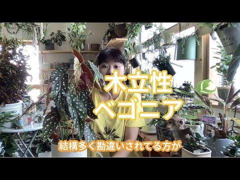 マクラータベゴニアの管理方法は？緑の親指を持っていない人にとって理想的な植物です。  庭園