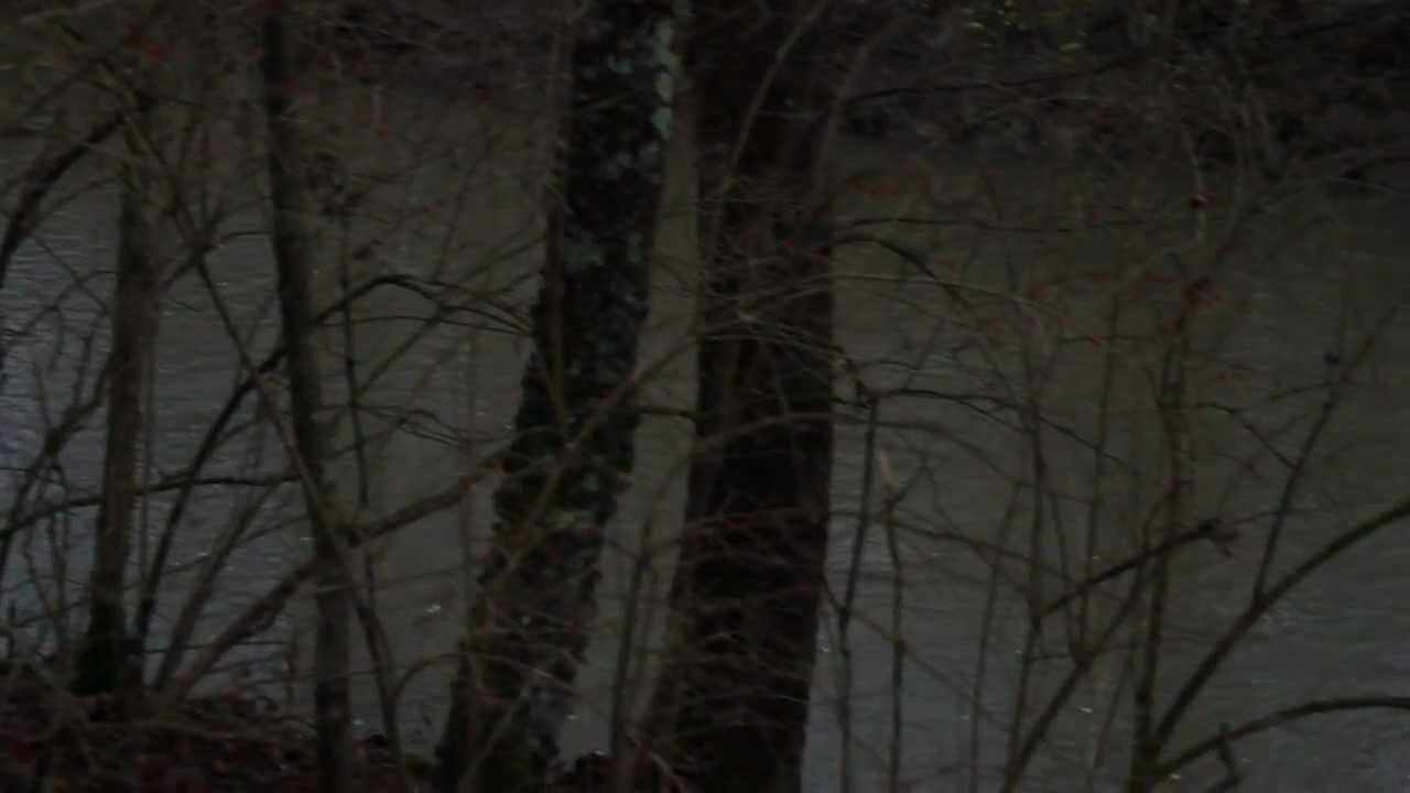 Forest of Witchery- In the Circle of the Pagan Moon
