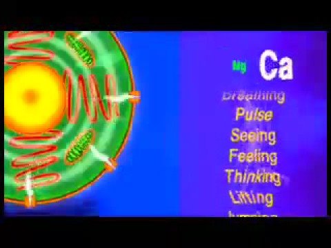 Balancing Calcium with Magnesium