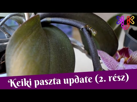 , title : 'Orchidea keiki update | 1 hónappal a keiki paszta alkalmazása után'