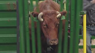 Arrowquip Q-Catch 74 Series Manual Squeeze Cattle Crush