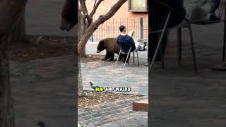 A Close Encounter With a Bear
