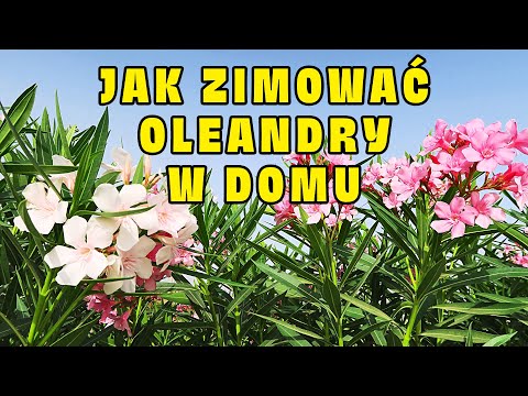 , title : 'Jak Zimować Oleandry w Domu Aby Pięknie Kwitły'