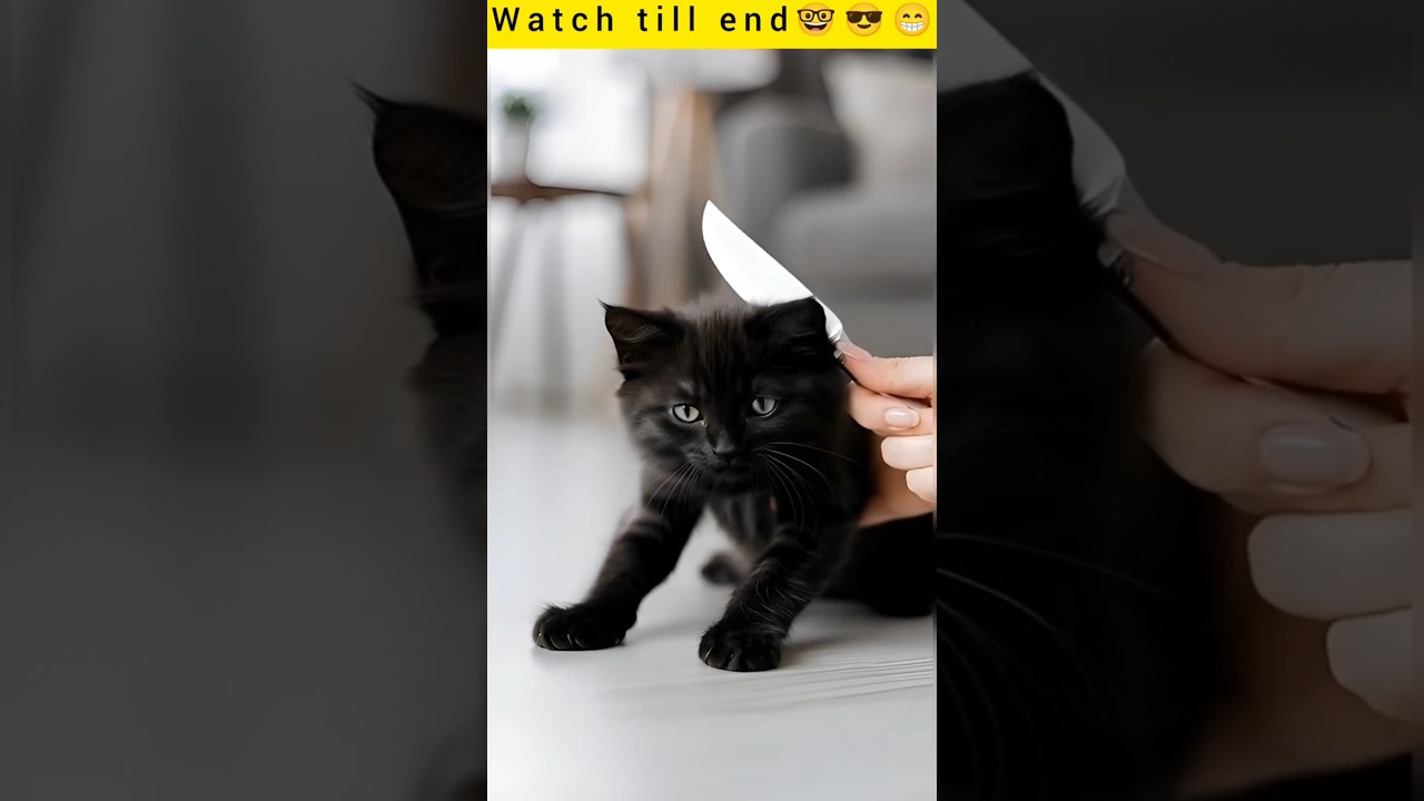 What Is He Doing to the Cat?! 😱🐱 (Wait Till the End) #shorts #suspense #shortsfeed