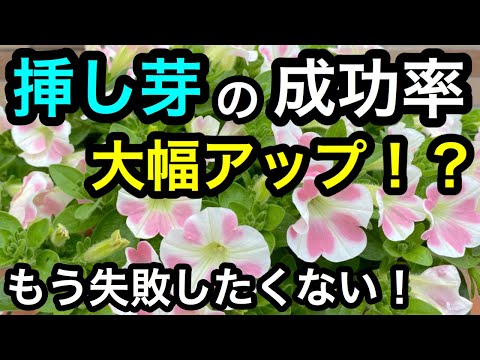 水中のフクシアから挿し木を取る方法は？ 5 つの簡単なステップ + サポートビデオ  庭園