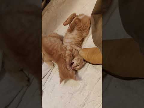 download lagu mp3 mp4 Kittenplace, download lagu Kittenplace gratis, unduh video klip Kittenplace
