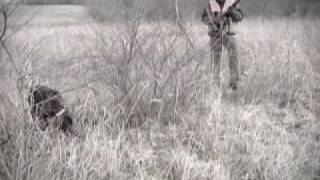 Cooper the blind bird hunting dog