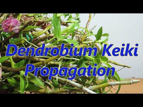 , title : 'How to propagate Dendrobium orchid Keikis'