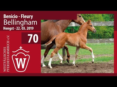 70 Bellingham Hengst v. Benicio - Fleury