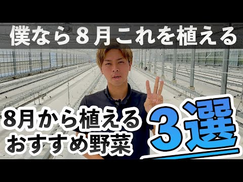 quels-légumes-semer-août-potager-automne-réussi-chou-fleur