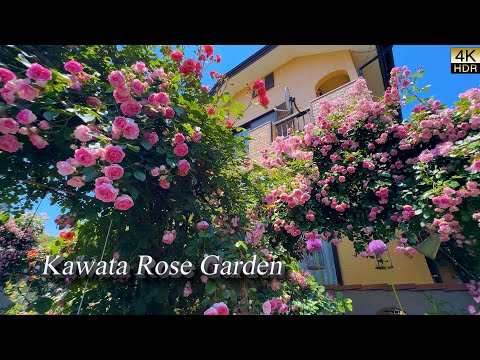 【4K HDR ROSE】Designing with Roses at Home – Inspired by a Master Gardener.  Kawata Rose Garden.