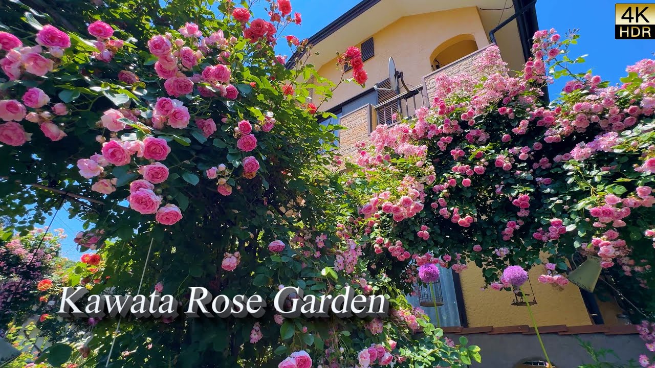 【4K HDR ROSE】Designing with Roses at Home – Inspired by a Master Gardener.  Kawata Rose Garden.