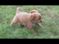 Bichpoo dogs for sale: Skipper - Video 1