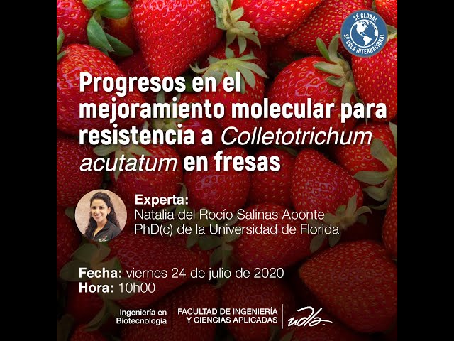 Vídeo relacionado con Estudio microbiológico y molecular de Colletotrichum acutatum en fresa: Detección temprana de la antracnosis mediante la aplicación de técnicas de biología molecular