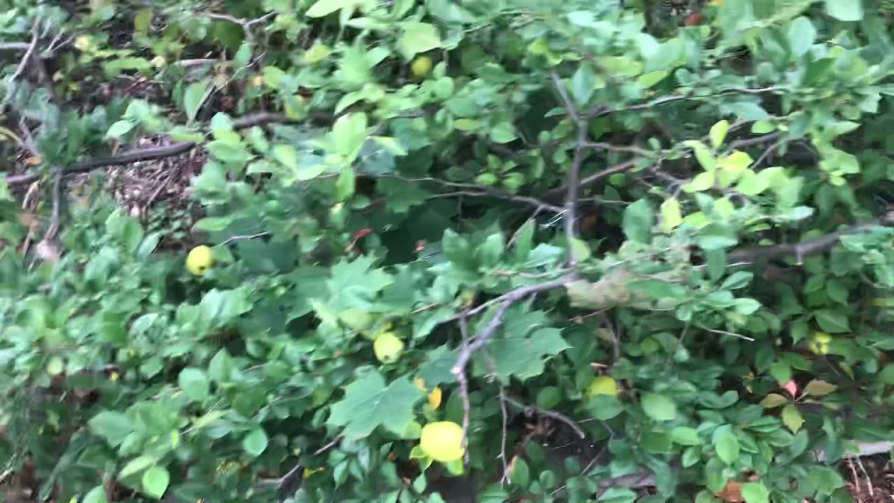 Récolte de coings, fruits du cognassier japonais.