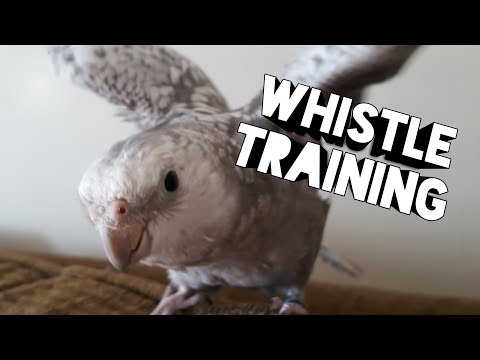 Coco and Arlo learn The Addams Family Theme Song "WHISTLE TRAINING" TheManThatDoes