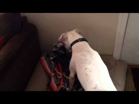 Dog doesn't like air freshener