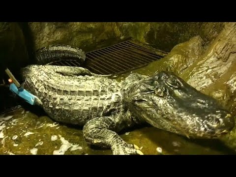 L'incroyable histoire de Saturne l'alligator du Mississippi