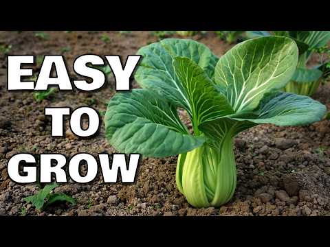 How to Grow Bok Choy, Pak Choi or Chinese Cabbage from Seed