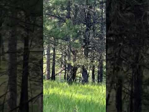 a herd of elk along a horse trail