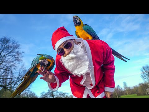 Parrot Training With Santa || Mikey And Mia’s Tricks
