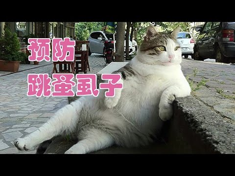 如何预防跳蚤和虱子？|居家除虫/Flea lice prevention