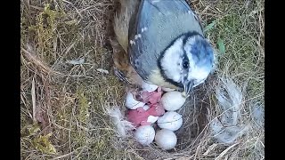 Beautiful first births