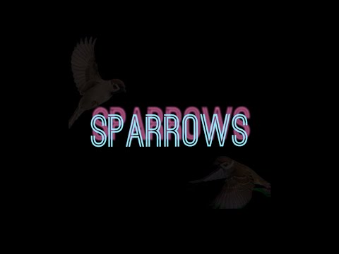 IAKOPO - Sparrows (Audio)